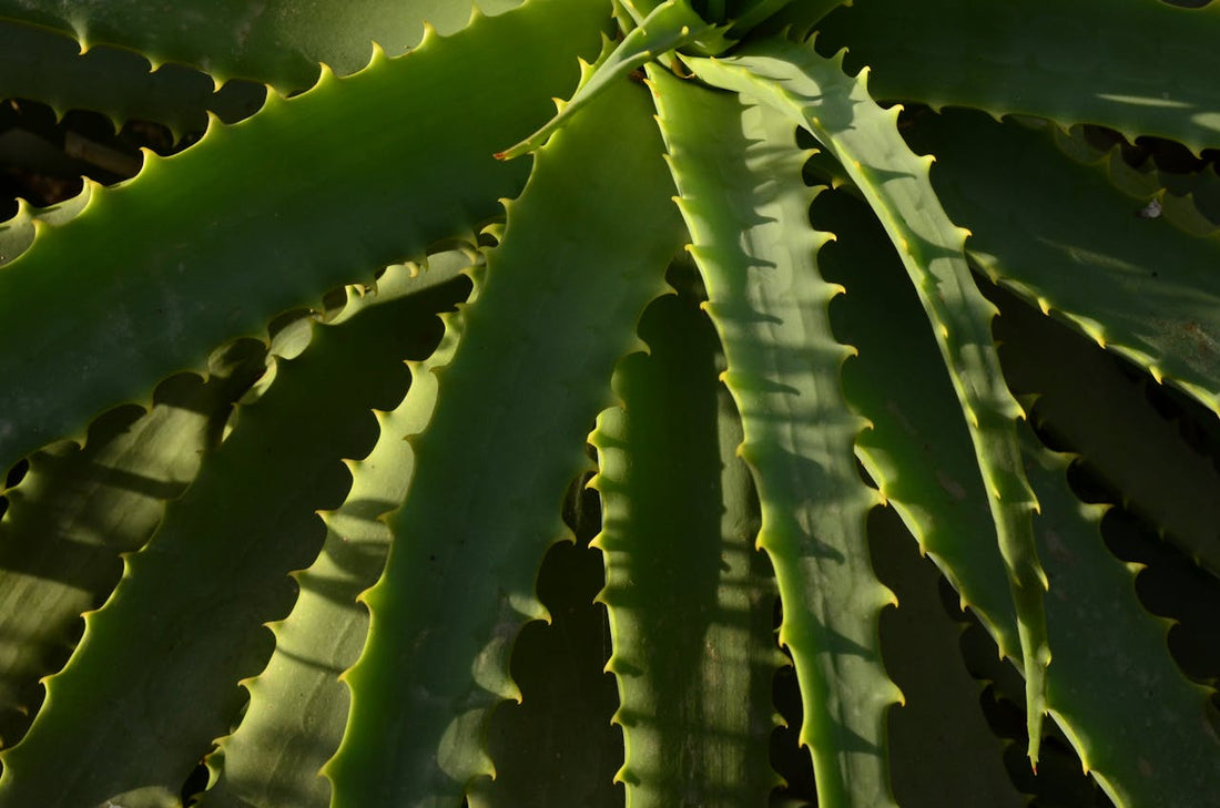 How to Use Aloe Vera Gel: Unlock the Secret to Healthy Skin and Hair