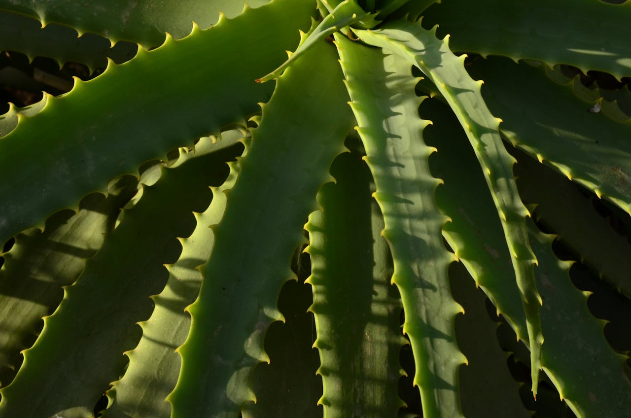 How to Use Aloe Vera Gel: Unlock the Secret to Healthy Skin and Hair