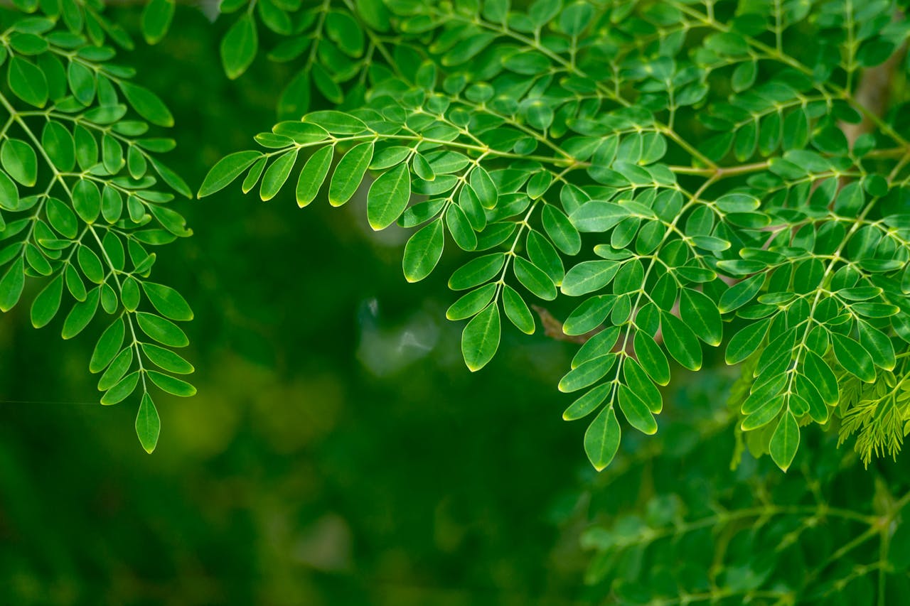 Moringa vs. Other Superfoods: Why It’s the Best for Skin Health and Overall Wellness