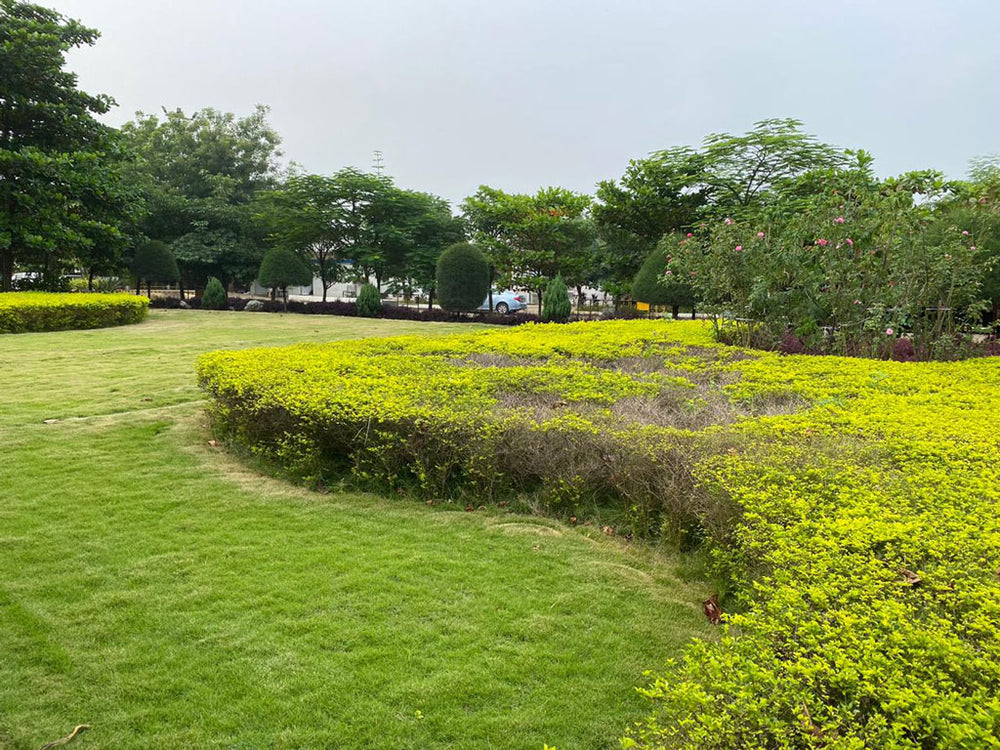 Daivik Moringa Store