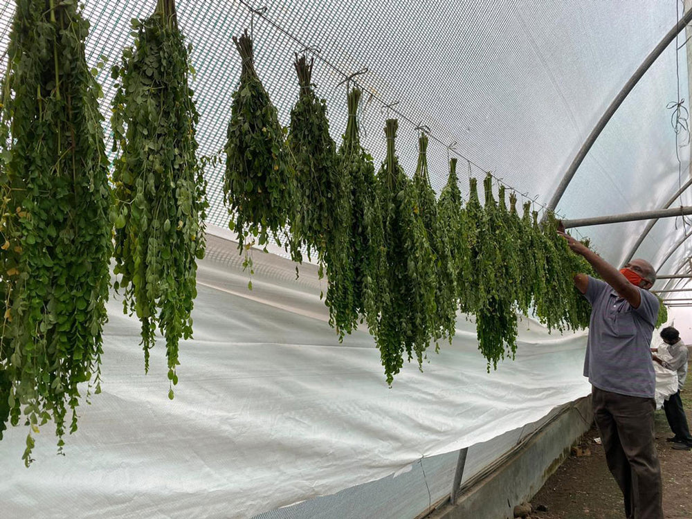 Daivik Moringa Store