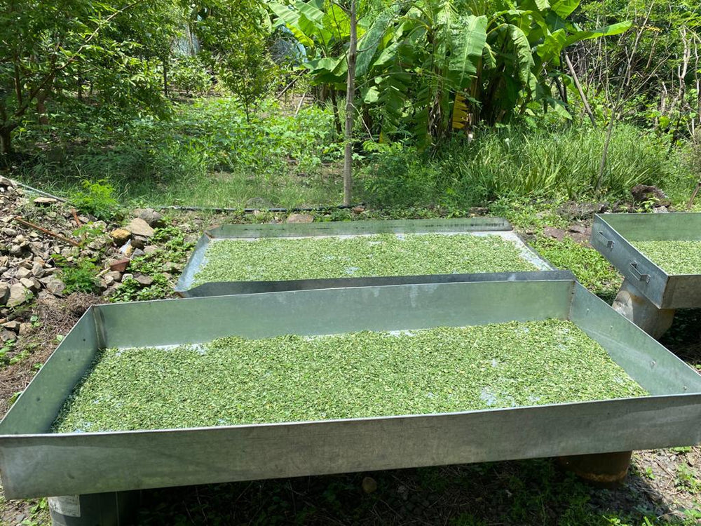 Daivik Moringa Store