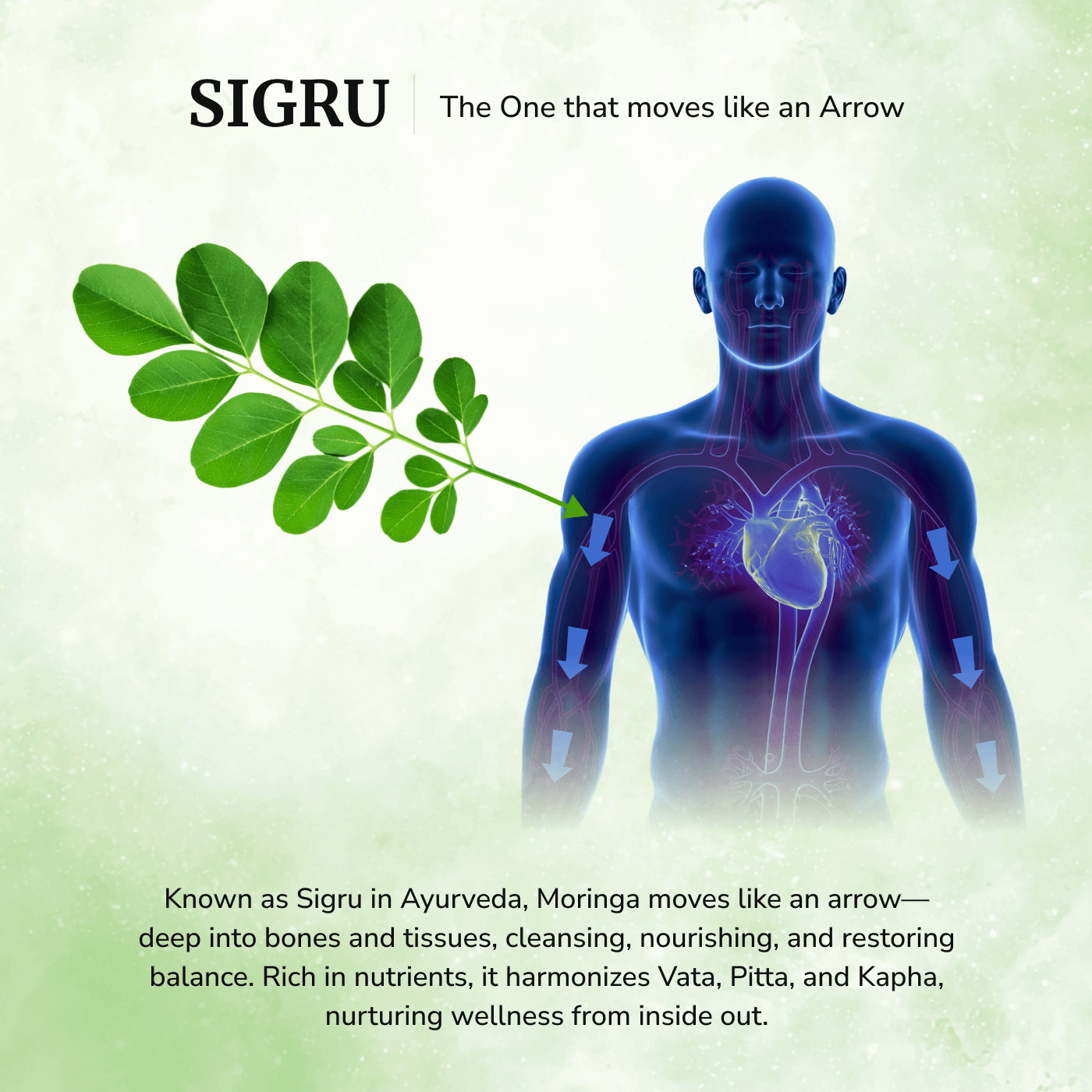 Miracle Moringa Powder