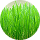 Wheat Grass