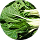 Swiss Chard