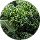 Kale